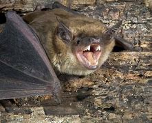 Image result for Bat Baring Teeth