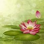 Image result for Lotus Flower Desktop Background