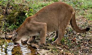Image result for Panther Drinking Water Side View