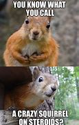 Image result for Squirrel Party Meme