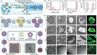 Image result for Cancer Stem Cell Model