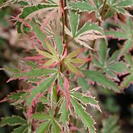 Acer palmatum Butterfly に対する画像結果