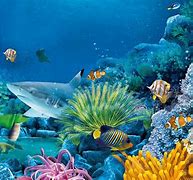 Image result for Ocean Marine Life Wallpaper