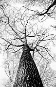 Image result for Black and White Tree Wallpaper iPhone
