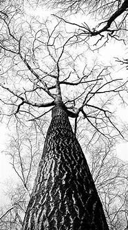 Image result for Black and White Wallpaper Images for iPhone