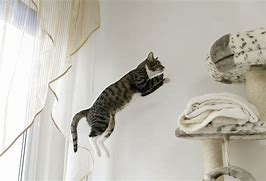 Image result for cats jump higher