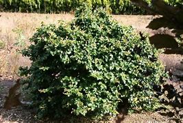 Image result for Fagus sylvatica Asterix PBR