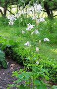 Image result for Aquilegia vulgaris Nivea (Alba)