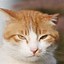 Image result for orange and white cats caring