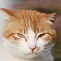 Image result for Orange Black and White Cat