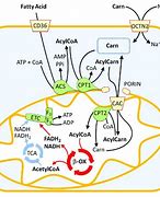 Image result for genes�aco