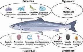 Image result for Fish Parasites
