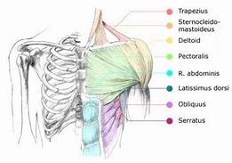 Image result for Chest Muscles Anatomy Drawing