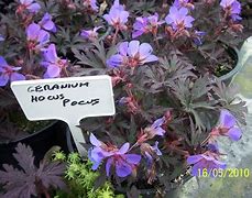 Image result for Geranium pratense Hocus Pocus