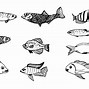Image result for Fish 4K Pictures with No Background