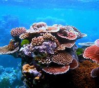 Image result for Frags Coral