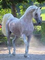 Image result for Arabian Horse Galloping