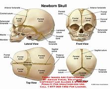 Image result for Human Infant Skull