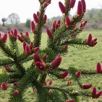 Afbeeldingsresultaten voor Picea abies Acrocona