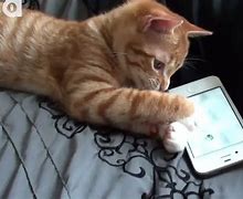 Image result for Apple iPhone SE Cat