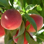 Image result for Florida Peach Tree