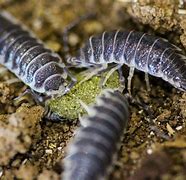 Image result for Isopod as Food