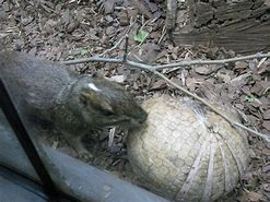 Image result for Rock Armadillo
