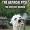 Image result for Alpaca Meme