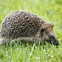 Image result for Hedgehog Walking