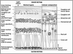 Image result for Retina Mata