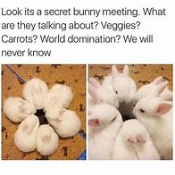 Image result for Our Rabbit Meme