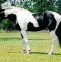Image result for Most Beautiful Horse Breeds