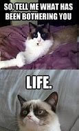 Image result for Funny Dank Cat Memes