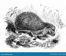 Image result for Hedgehog European Drawing