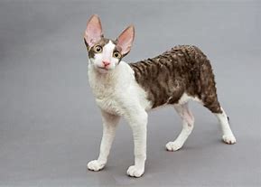 Image result for Cornish Rex Cat