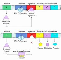 Image result for Constitutive and Inducible Genes