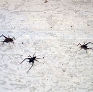 Image result for Black Spider Cricket