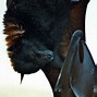 Image result for Bats United States