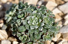 Image result for Saxifraga cochl. Minor