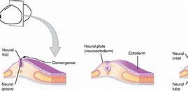 Image result for Neural Tube in Embryo