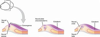 Image result for Embryonic Neural Tube