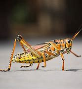 Image result for "grasshopper"