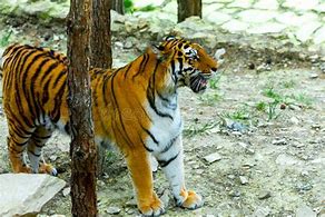 Image result for Tiger Death Stare