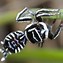 Image result for spiders species australian