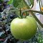 Image result for Apple Hybrid Tomatto