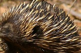 Image result for Red Strong Echidna