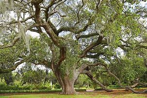 Image result for Ornamental Oak Trees