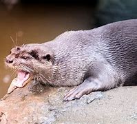Image result for River Otter Facts
