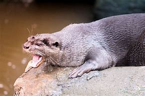 Image result for Otter Attack