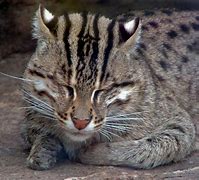 Image result for Fishing Cat Webbed Feet